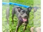 American Pit Bull Terrier Mix DOG FOR ADOPTION RGADN-1280180 - Aline - American