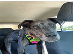 Adopt STANLEY a Great Dane
