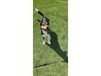 Adopt Jessie a Rat Terrier, Mixed Breed