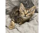 Adopt Fiz a Domestic Short Hair