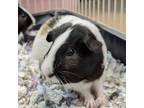 Adopt Francis a Guinea Pig
