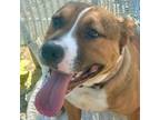 Adopt Cletus a Boxer