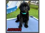 Adopt Asscher a Poodle, Labrador Retriever
