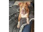 Adopt BJ a American Staffordshire Terrier