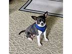 Honey Bella 4382ga, Boston Terrier For Adoption In Maryville, Tennessee