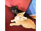 Tosca & The Barber Of Seville, Domestic Shorthair For Adoption In Brooklyn