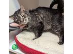 Liger, Domestic Mediumhair For Adoption In Accident, Maryland