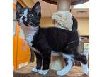 Gideon, Domestic Shorthair For Adoption In Accident, Maryland