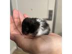 Chaka Khan, Hamster For Adoption In Imperial Beach, California