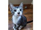 four Precious Kittens", Domestic Shorthair For Adoption In Sedalia, Missouri