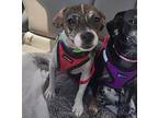 Nova, Jack Russell Terrier For Adoption In Palm Harbor, Florida