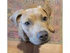 Hashbrown, American Pit Bull Terrier For Adoption In Denver, Colorado