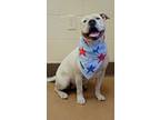 Sybill, American Pit Bull Terrier For Adoption In Apple Valley, California