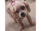 Adopt Toodle Lou a Mixed Breed