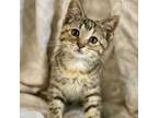 Adopt Sarah a Domestic Short Hair