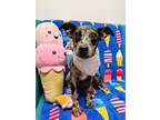 Adopt Rocky Road a Catahoula Leopard Dog, Rat Terrier
