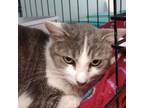 Adopt Florence (23-1198) a Domestic Short Hair