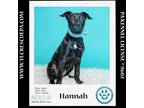 Adopt Hannah (Summer Loves) 062924 a Labrador Retriever, Mixed Breed