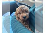 Goldendoodle-Poodle (Toy) Mix PUPPY FOR SALE ADN-804665 - Mini Goldendoodle Male