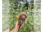 Chesapeake Bay Retriever PUPPY FOR SALE ADN-804713 - Chesapeake pups for sale