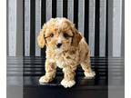 Cavapoo PUPPY FOR SALE ADN-804792 - Cavapoo puppy for sale