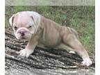 Bulldog PUPPY FOR SALE ADN-804797 - Fawn lilac Tri Merle AKA English Bulldog