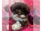 Havanese PUPPY FOR SALE ADN-804871 - Havanese Puppies Available Beautiful
