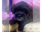 Havanese PUPPY FOR SALE ADN-804872 - Havanese Puppies Available Beautiful