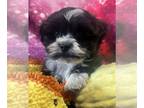 Havanese PUPPY FOR SALE ADN-804873 - Havanese Puppies Available Beautiful
