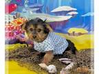 Morkie PUPPY FOR SALE ADN-804884 - Lil Toby is POTTY TRAINED