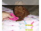 Poodle (Toy) PUPPY FOR SALE ADN-804906 - Poodle Red Purebred Female