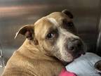 Adopt KIMBER a American Staffordshire Terrier