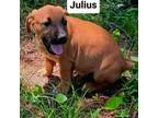 Adopt Julius a Dachshund