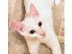 Adopt Boo (Ginger Kittens) a Domestic Medium Hair