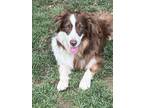 Adopt Thor a Border Collie