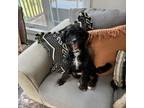 Adopt Sonny a Bernese Mountain Dog, Poodle