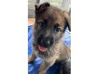 German Shepherd Dog Puppy for sale in Cheshire, CT, USA