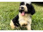 Mutt Puppy for sale in Chattanooga, TN, USA