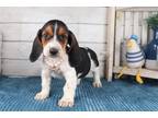 Basset Hound Puppy for sale in Springfield, MO, USA