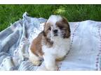 Shih Tzu Puppy for sale in South Bend, IN, USA