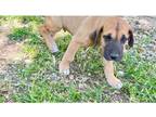 Great Dane Puppy for sale in Joplin, MO, USA