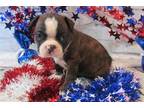 Boston Terrier Puppy for sale in Springfield, MO, USA