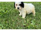 Mutt Puppy for sale in Chattanooga, TN, USA