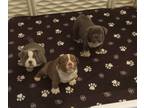 American Bully PUPPY FOR SALE ADN-805479 - American Bully puppies