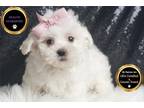 Maltese Puppy for sale in Fort Wayne, IN, USA