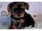 Yorkshire Terrier Puppy for sale in Springfield, MO, USA