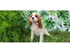 Cavalier King Charles Spaniel Puppy for sale in Bloomington, IN, USA