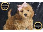 Maltipoo Puppy for sale in Fort Wayne, IN, USA