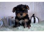 Yorkshire Terrier Puppy for sale in Springfield, MO, USA