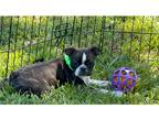 Boston Terrier Puppy for sale in Springfield, MO, USA